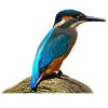 Kingfisher