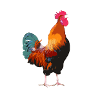 Rooster