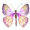 Butterfly Spring
