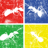 Ant