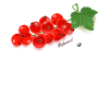 Red currant on branch with green leaf of tea
