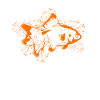 goldfish