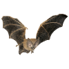 Bat - Bat