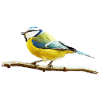 Titmouse