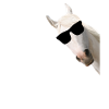 Pferd Sonnenbrille weiss