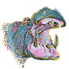 hippo