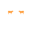 cows