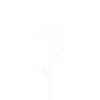 Way rose