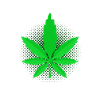 cannabis