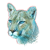 Mountain lion