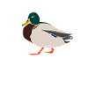 Duck