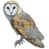 Owl - Barn Owl