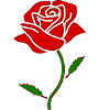 Rose rouge