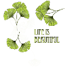 Gingko, life, beauty,