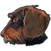 Rauhaardackel Dachshund pretty