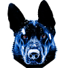 sheep dog