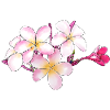 Frangipani flowers hand drawn