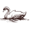 Cygne nageant