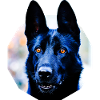 Schäferhund