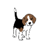 Beagle, chiot, chien