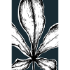 Aesculus -Petrol