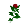 rose