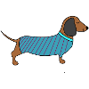 Teckel avec pull