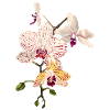 Orchidée - fleur