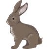 small rabbit
