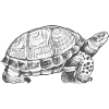 Turtle Turtle Gift Drawn