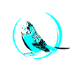 budgerigar