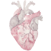 Coeur d'anatomie