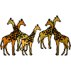 Five giraffes