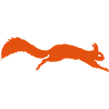 Eichhörnchen springt