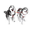 Husky Power, chien
