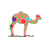 camel
