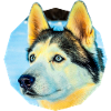 Husky