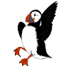 puffin