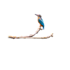 Kingfisher on branch