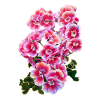 fleur