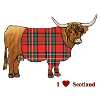 Schots Hooglandvee, Tartan,