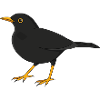 Amsel