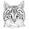 Katzenkopf gezeichnet