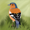 chaffinch