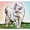 Dog, dog
