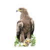 Eagle - bird - Kenya - Africa