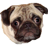 Pug