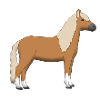 Haflinger