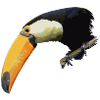 toucan