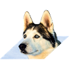 Husky